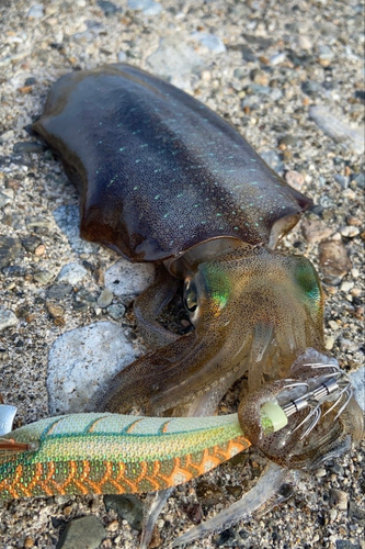 アオリイカの釣果