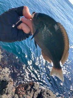 メジナの釣果