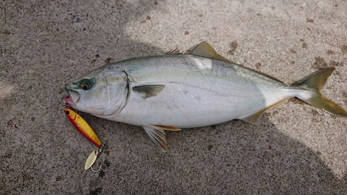 イナダの釣果