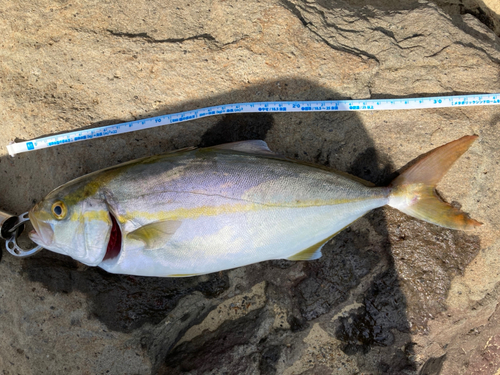 マアジの釣果