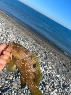 アコウの釣果