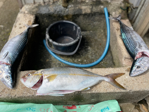 ハガツオの釣果