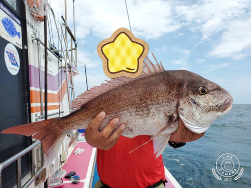 マダイの釣果