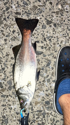 シーバスの釣果