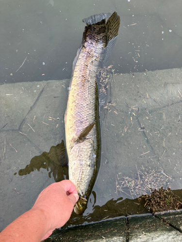 ライギョの釣果