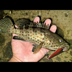 チャイロマルハタの釣果