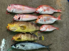 アマダイの釣果