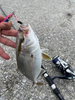 ショゴの釣果