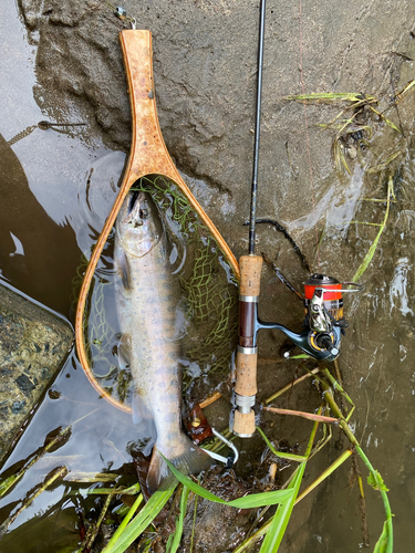 ヤマメの釣果