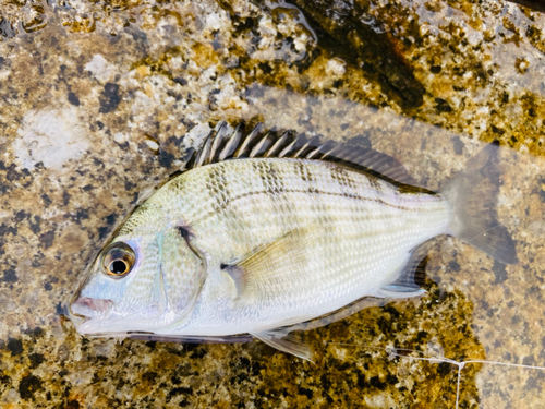 釣果