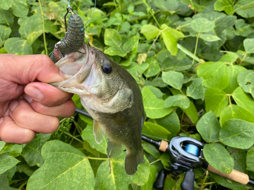 ブラックバスの釣果