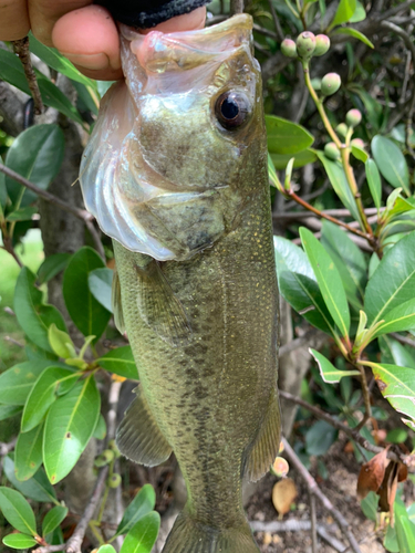 ラージマウスバスの釣果