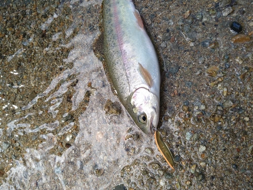 ニジマスの釣果