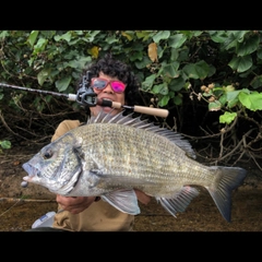 ミナミクロダイの釣果