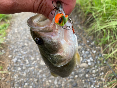 ブラックバスの釣果