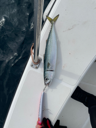 サバの釣果