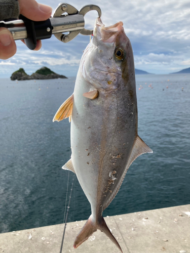 ショゴの釣果