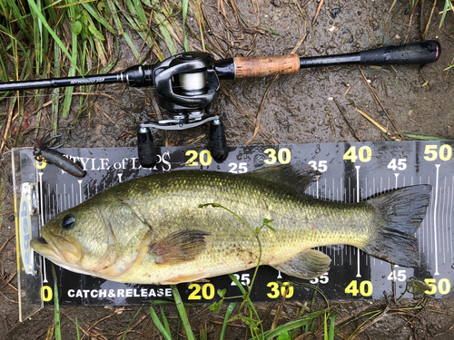 ブラックバスの釣果