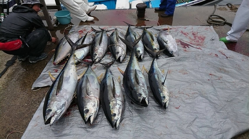 キハダマグロの釣果