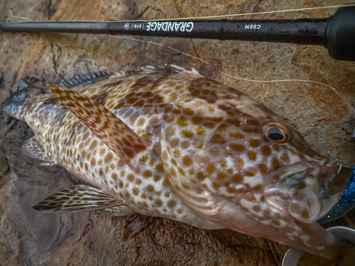 オオモンハタの釣果