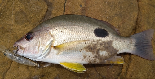 クロホシフエダイの釣果