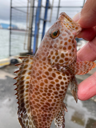 オオモンハタの釣果