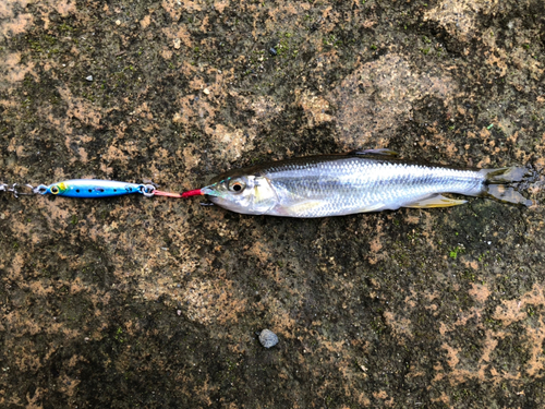 カワムツの釣果