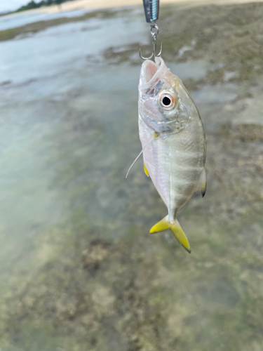 メッキの釣果