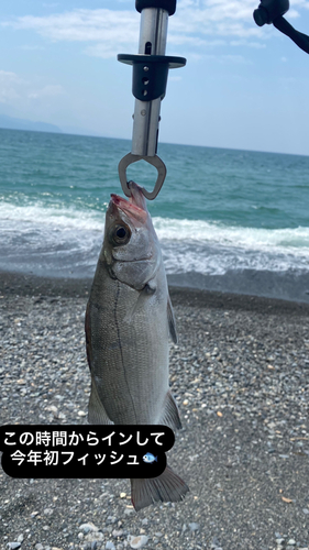 セイゴ（ヒラスズキ）の釣果