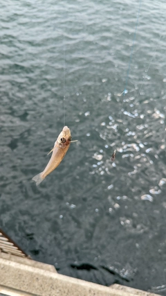 キスの釣果