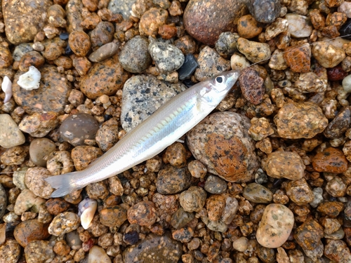 キスの釣果