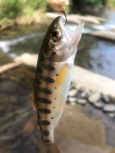 ヤマメの釣果