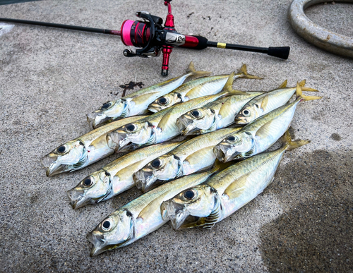 アジの釣果