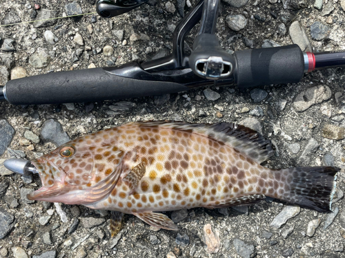 オオモンハタの釣果