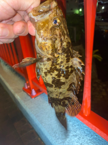 タケノコメバルの釣果