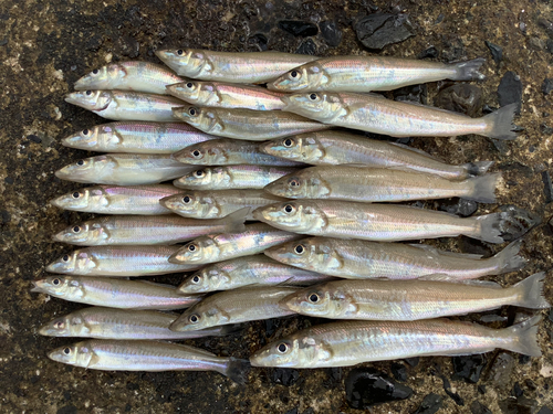 キスの釣果