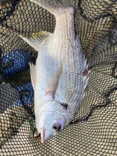 キビレの釣果