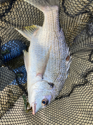 キビレの釣果