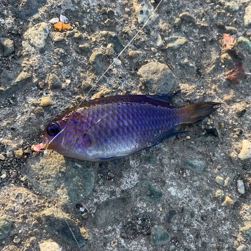 ソラスズメダイの釣果