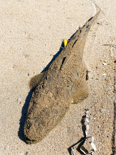 マゴチの釣果