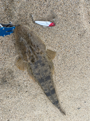 マゴチの釣果