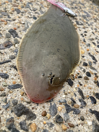 シタビラメの釣果