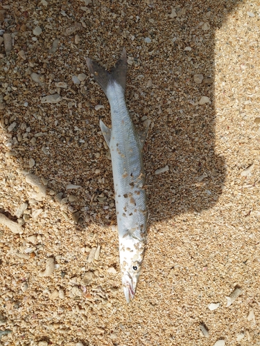 オニカマスの釣果