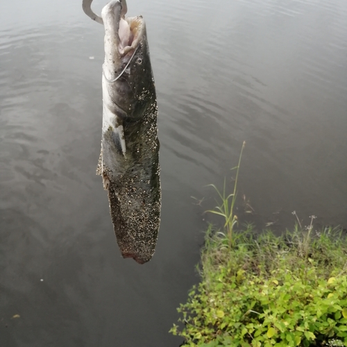 ナマズの釣果