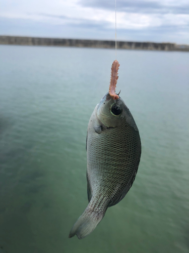 クロの釣果