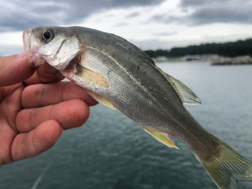 セイゴ（マルスズキ）の釣果