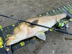 スズキの釣果
