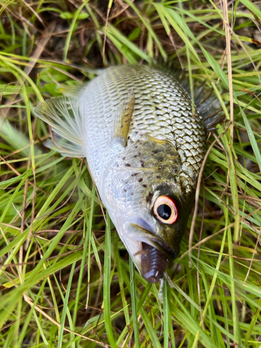 オオクチユゴイの釣果