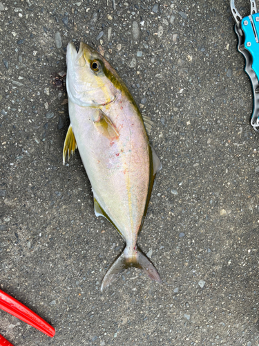 ショゴの釣果