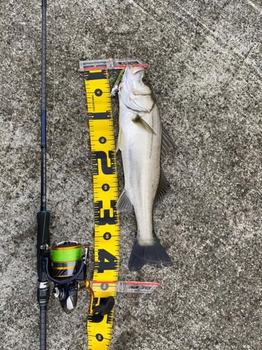 フッコ（マルスズキ）の釣果